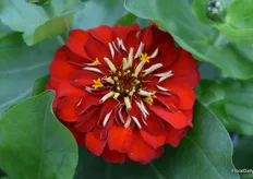 This is the Preciosa REd F1 Zinnia Elegans from Taki Seeds