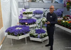 Kurt de Ruyter, account manager Westland (and partly Belgium as well), showing the newest varieties in the Campanula Spring Bells collection