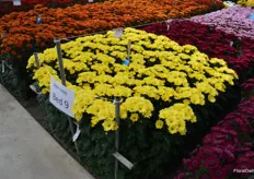 One of the new cut-chrysantemums launched is this one called Nibali