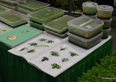 Vitroplus and some of her products