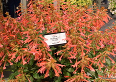 New Salvia SKyscraper Orange of Selecta one.