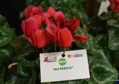 A new cyclamen of Morel Diffusion in the Halios line, named: Red Rebelle