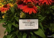 The new Echinacea hybrida Sombrero Tres-amigos variety of DarwinPerennials