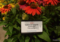 The new Echinacea hybrida Sombrero Tres-amigos variety of DarwinPerennials