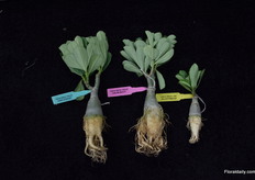 The Adenium Obesum species of Fleurizon