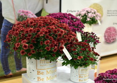 The Aduro line of Gediflora.