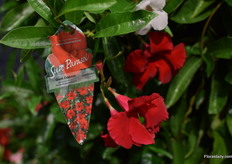 Sun Parasol Giant Crimsson of Suntory.