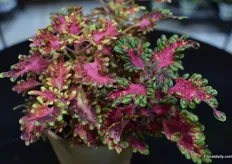 The Coleus Under The Sea variety of Hort Couture.