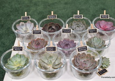 The succulents of Succulents Unlimited BV.