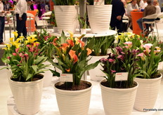 The calla assortment of Dümmen Orange.