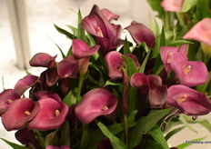 The Calla Night Life.