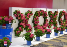 The Endless Summer Hydrangeas of Bailey Nurseries