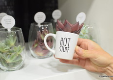 The new collection of Queen.