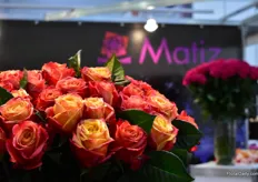 Roses of Ecuadorian rose farm Matiz Roses.