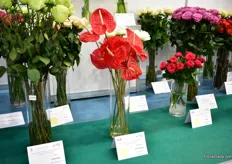 The anthurium variety Fire/Calisto of Agromiranda won the gold medal in the Quality competition.