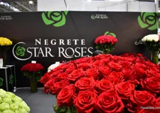 The roses of Negrete Star Roses.
