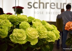 Schreurs' variety Wasabi. 