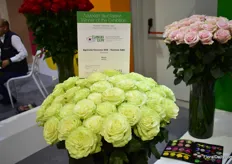 Agricola Circasia - Vuelven SAS wom a price for their Wasabi rose at the FlowersExpo in Moscow. 