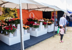 The varieties of Dümmen Orange.