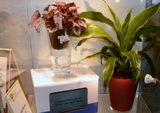 Costa Farms - http://www.costafarms.com