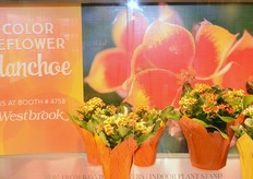 Westbrook Floral - http://www.westbrookfloral.com