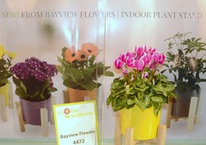 Bayview Flowers - http://www.bayviewflowers.com