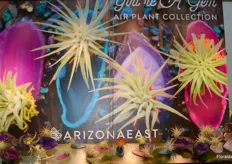ArizonaEast, LLC - http://www.arizonaeast.com