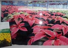 Hionis Greenhouses Inc. - http://www.hionisgreenhouses.com