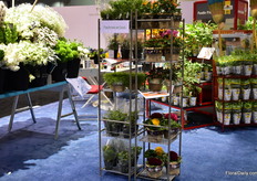 At the both of Ball, novelties of PanAmerican Seed were presented as well. 