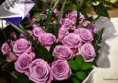 'Blue' rose Applause of Fresca Farms. 