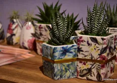 Succulents in hardware are very popular; this one is part of the Trendsetter collection of Live Trends.