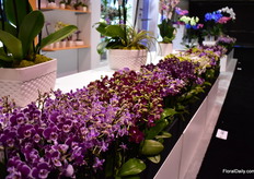 Some orchids of Vaselife.