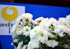 The new variety Lhasa of Brandkamp. "It has white filled flowers with a green center and this is something the market really needs", says Jürgen von den Driesch of Brandkamp.