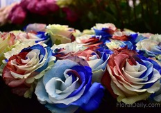 Some of the colored roses of Circasia.