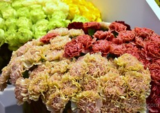 Some of the carnatinos of Inverpalmas .