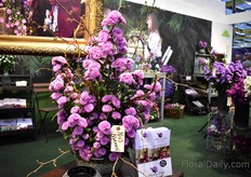 Aster Nils Norman of Mystery Lady. 