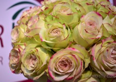 Hypnose of Kenyan rose farm Mzurrie.