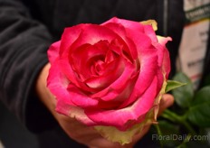 Dana de Meilland of French rose breeder Meilland grown under claer plastic.