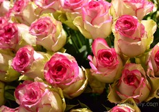 Dana de Meilland grown under UV blocked plastic; it is more white then. 