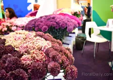 The new line of different colored carnations of SB Talee. They see a high demand for these colors, particularly in the Northern part of Europe. 