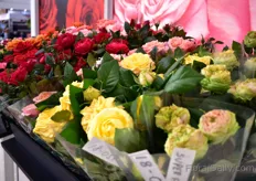 It has been a very good breeding year for Rosa Eskelund of Roses Forever. She brought several of her creations to the show to gather the reactions from the visitors. On the picture just several of her new varieties that were on display. 