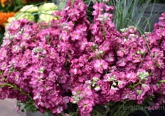 Antique Rose (stock standard) of BallSB.