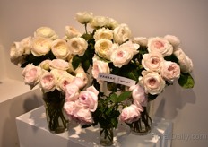 Some of the codes of Wabara, grown by Alexandra Farms. 