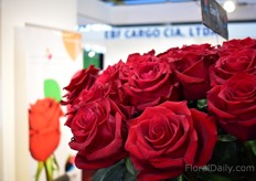 Ever Red grown by Isinya Roses.