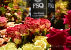 Roses of Four Season Quality. 