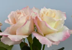 This is the Delicious from Schreurs. It's a new rose with a lovely fragrant.