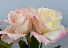 This is the Delicious from Schreurs. It's a new rose with a lovely fragrant.