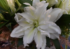 Here we see their Rose Lily