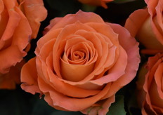 This one is also from Select Breeding, it's the Celementina.