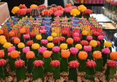Colurful Cacti of Koduk Green House from South Korea. 